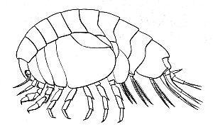 Stegocephalus